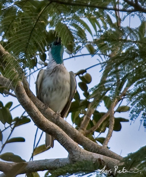 Bare-throated Bellbird